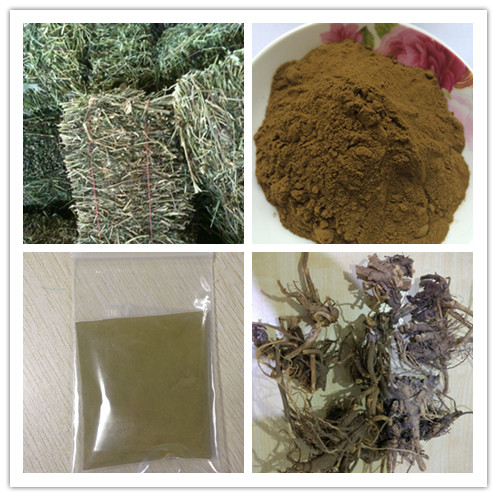 Echinacea extract.jpg