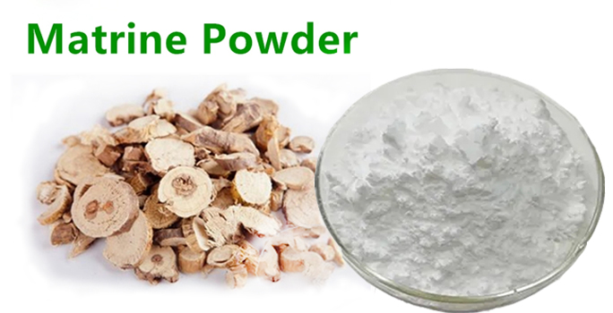 Sophora flavescens powder 1苦参提取物.jpg