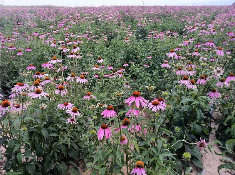 Echinacea Purpurea 01.jpg