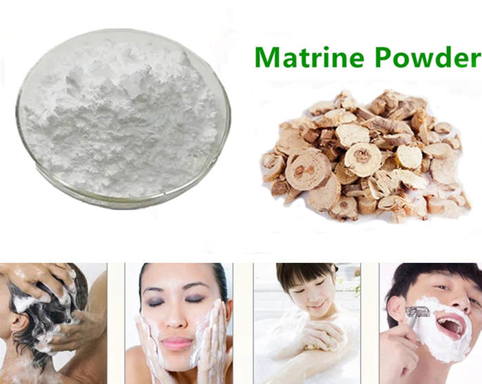 Sophora flavescens extract for skin 苦参提取物.jpg