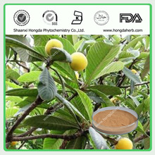 Loquat Leaf extract Ursolic Acid