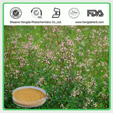 Apocynum Venetum Powder