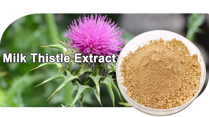 milk thistle powder 1.jpeg_副本.jpg