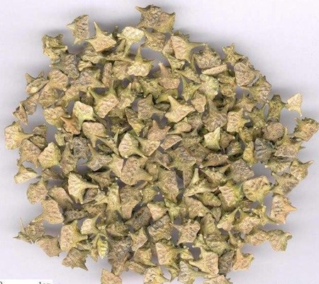 tribulus terrestris seeds.jpg