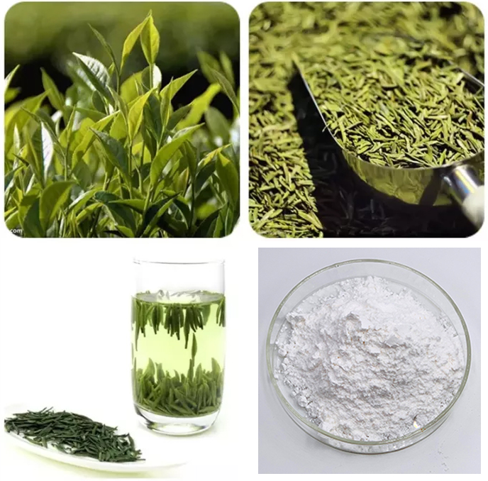 Tea Extract Powder.jpg