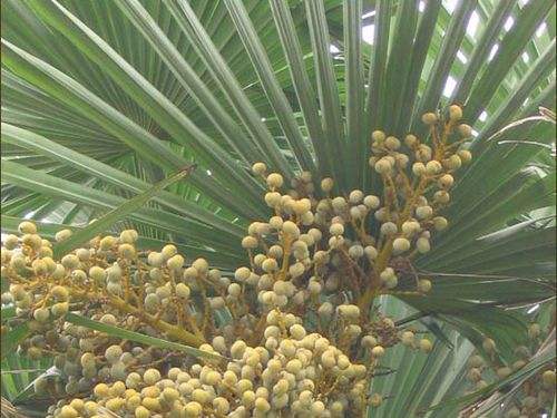 Saw Palmetto extract 06.jpg