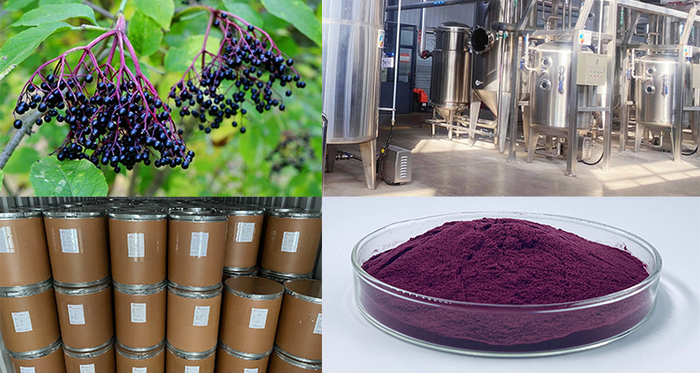 Elderberry extract powder 接骨木.jpg