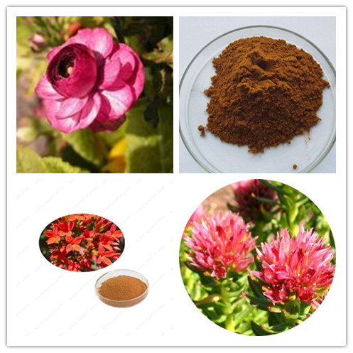 Rhodiola Rosea extract powder.jpg