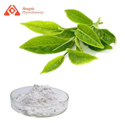 Green Tea Extract L-Theanine
