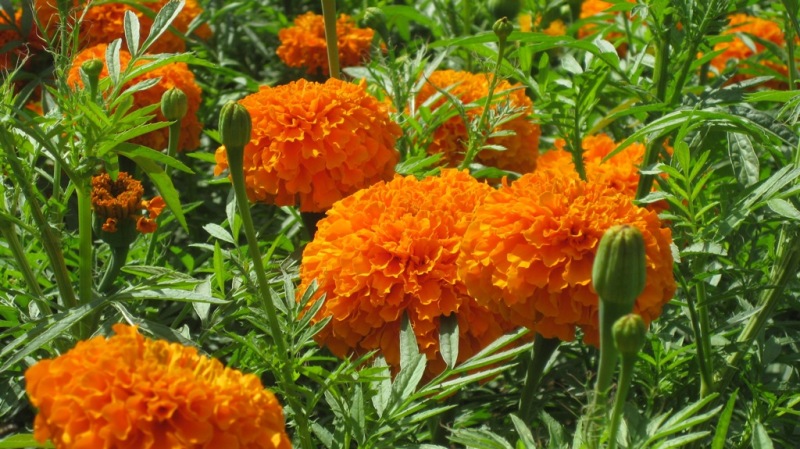 marigold flower 01.JPG